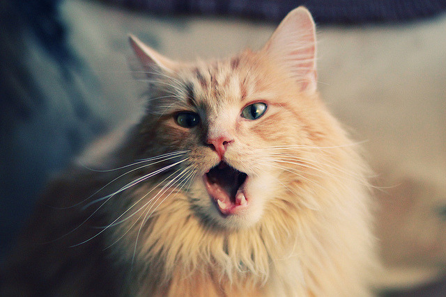 夜场战役:最受期待的晚间比赛前瞻,夜场战队名称