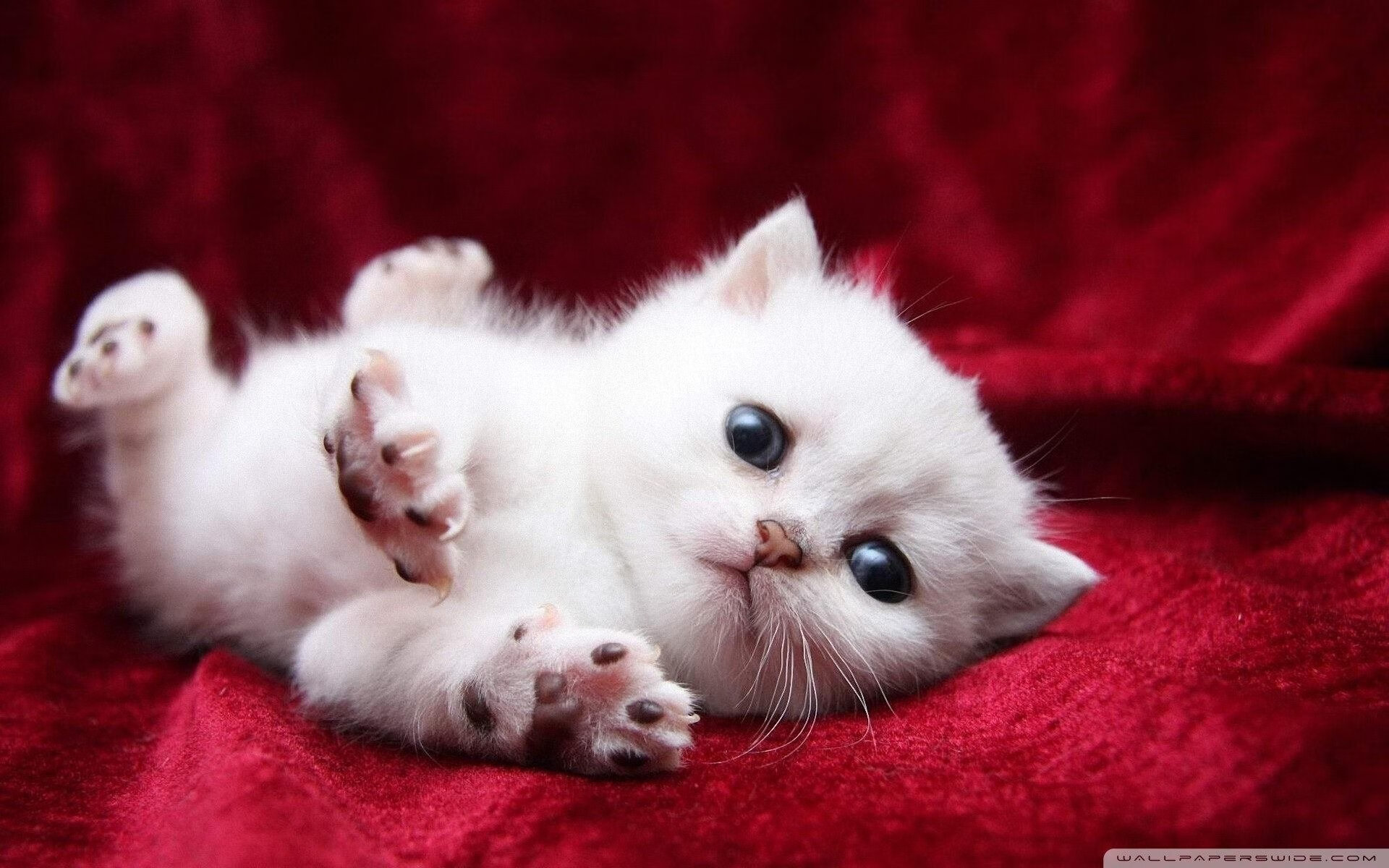 中国足球产业基金投入持续增加,为俱乐部发展助力,中国足协基金会