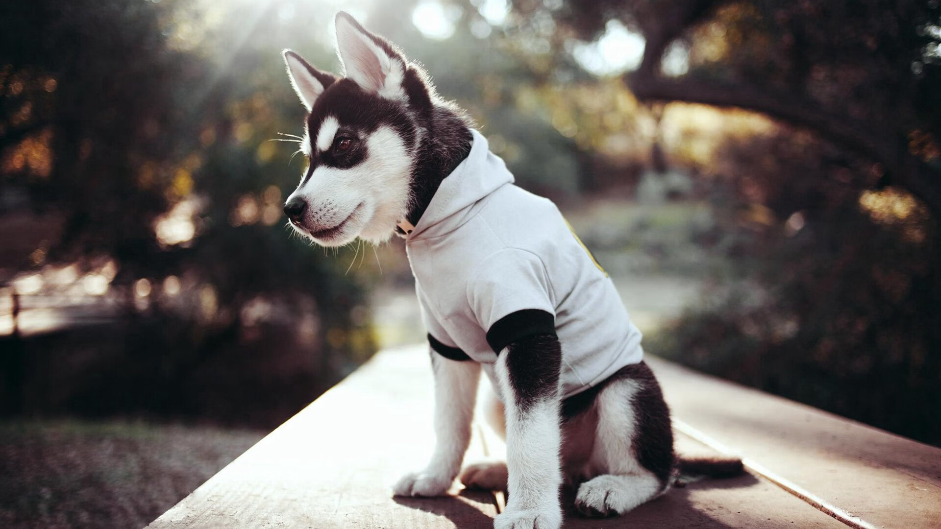 全球化发展:NBA在国际市场上的“新布局”,nba全球市场份额