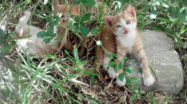 城市灯光夜跑挑战,点亮夜色的运动盛宴,夜间跑道灯光